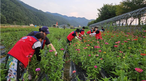 평창백일홍축제 꽃밭 가꾸기