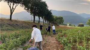 평창백일홍축제 꽃밭 가꾸기