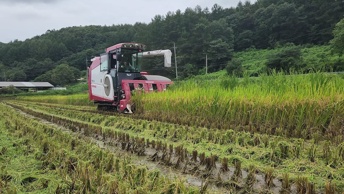 서원면 첫 벼베기