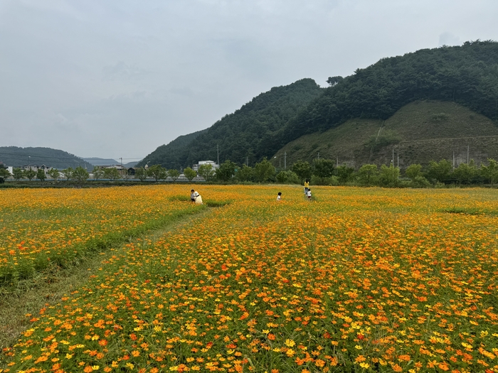 평창군 용평년 황화코스모스밭