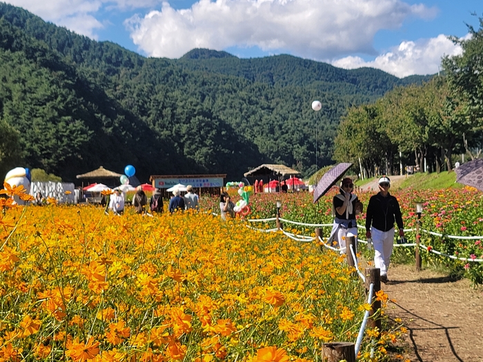 백일홍축제