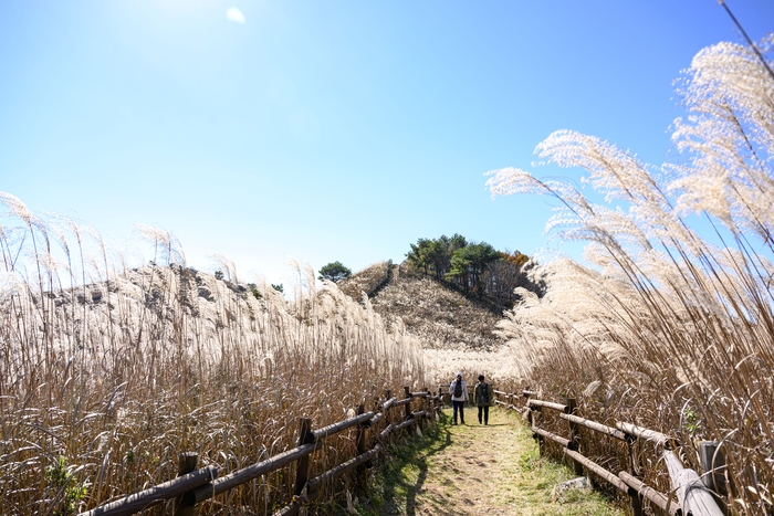 민둥산 억새