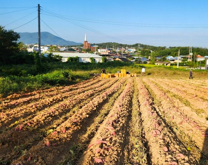 의성군 무병주 고구마 첫 수확