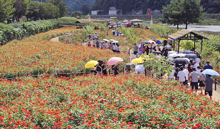 평창백일홍축제