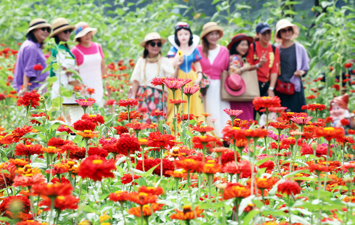 평창백일홍축제