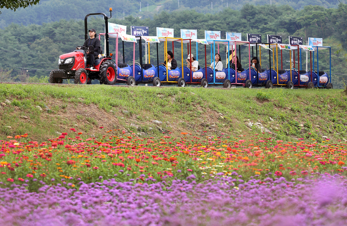 평창백일홍축제