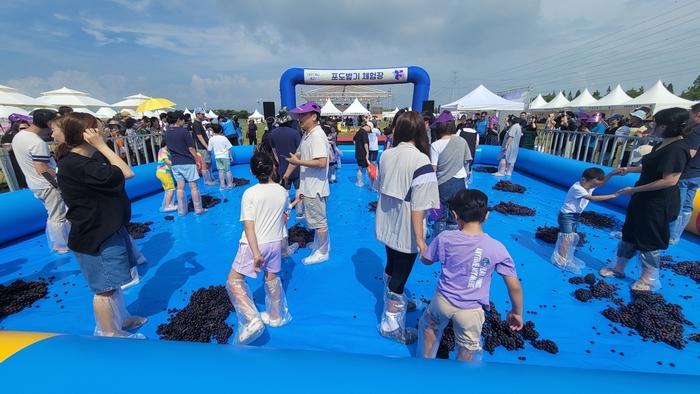 2023년 안산대부포도축제 현장- 포도밟기