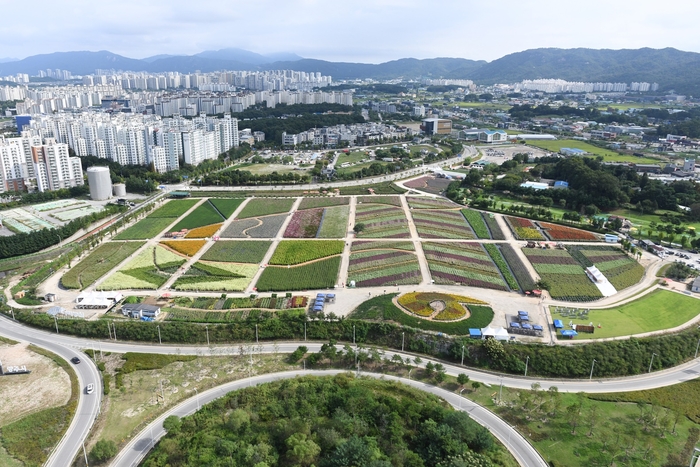 양주시 '2024년 양주 천만송이 천일홍 축제' 현장, 나리농원