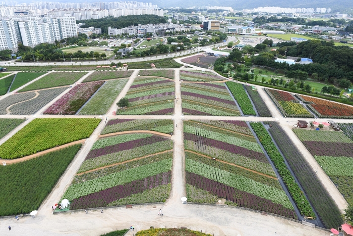 양주시 '2024년 양주 천만송이 천일홍 축제' 현장, 나리농원