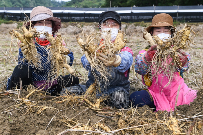 2024 경북 영주 풍기인삼축제, 9일간의 건강한 축제의 시작