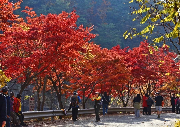 안양시 '서울대 관악수목원' 가을풍광