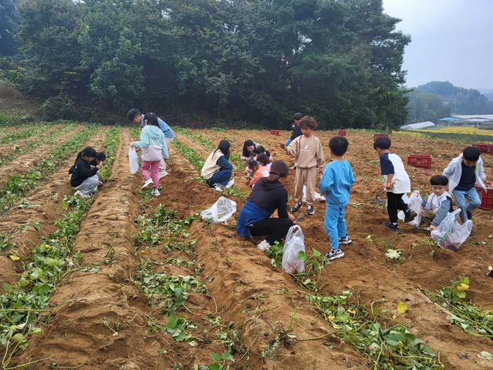 와룡면, 어린이 대상 고구마 캐기 체험 행사 개최