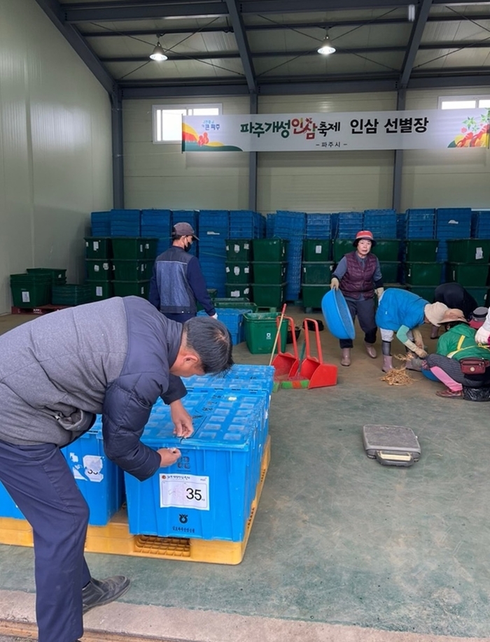 파주시 2024년 개성인삼축제 판매인삼 채굴-선별-봉인작업 현장