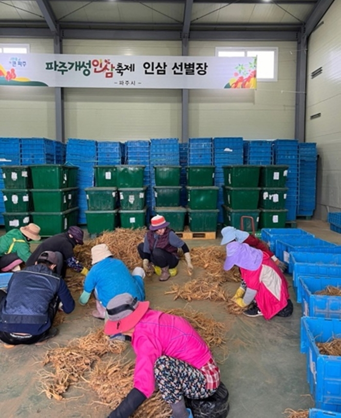 파주시 2024년 개성인삼축제 판매인삼 채굴-선별-봉인작업 현장