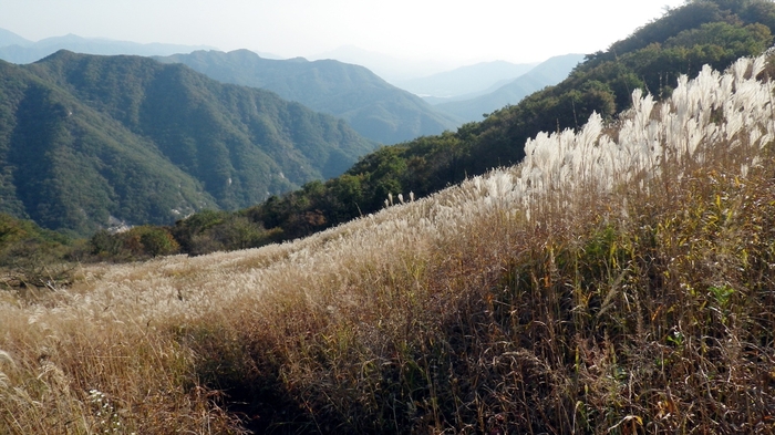 포천 산정호수 명성산 억새꽃 군락지