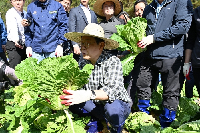 이재명 민주당 당대표 평창 배추밭 방문