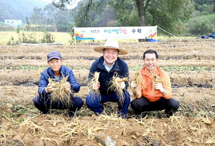 김경일 파주시장(가운데) 16일 파주개성인삼 6년근 채굴 시연 참석