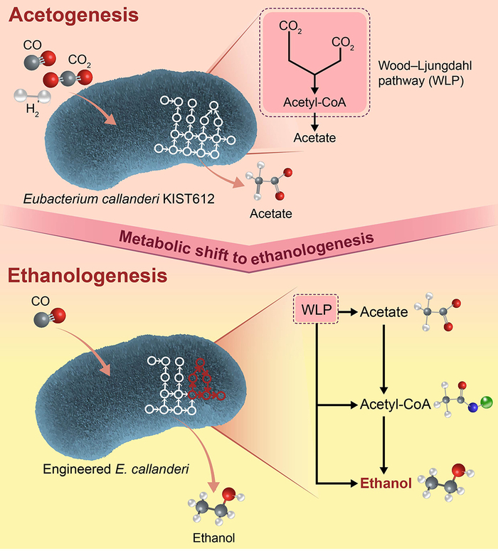 '아세토제네시스'로부터 '에탄올로제네시스'로 대사 전환

초산(아세테이트)을 주 생산물로 생산하는 아세토젠에 대사 경로를 도입해 에탄올을

