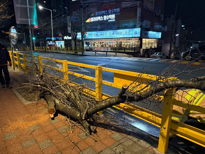 3일 오후 7시 12분쯤 부산 사상구 엄궁동의 한 도로에 강한 바람에 나무가 쓰러졌다.