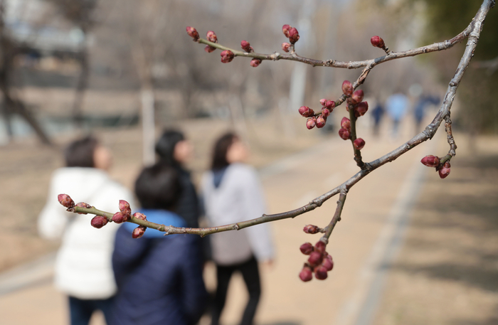 봄 맞을 준비하는 매화