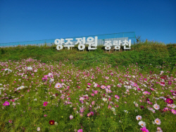 양주시 코스모스-천일홍 천국…가을정취 ‘물씬’