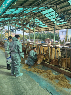 경기도 럼피스킨병 백신접종 완료…"11월말 종식기대"