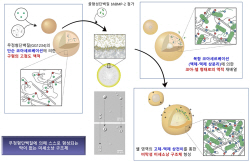 고기능 생체소재 개발 가능한 비막성 미세소낭 구조체 형성 기작 규명