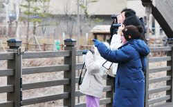 ‘황여새 무리’ 국립백두대간수목원에 나타나 눈길 끌어