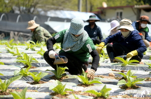 화천군, 외국인 계절근로자 343명 배정