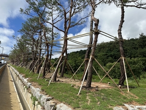 전남도, 수목 재활용 ‘나무은행’ 덕에 예산 절감