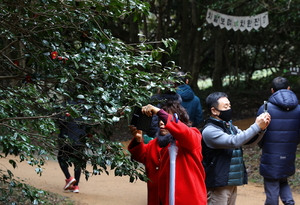 강진군 백련사 동백축제···우천·추위에도 관광객 대거 방문