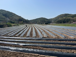 화순군, 여름 간식 ‘풋옥수수’ 안전 재배 지원