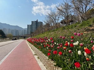 부산 기장군 ‘좌광천’... 새봄맞이 튤립 꽃길 조성