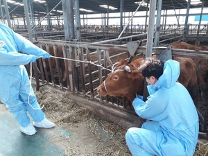 영암군, 상반기 ‘구제역 백신 일제 접종’ 실시