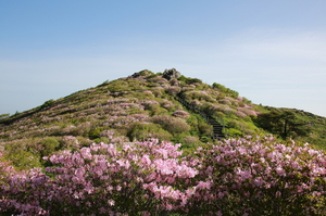 경북 영주, 영주소백산철쭉제로 마지막 주말 즐기기