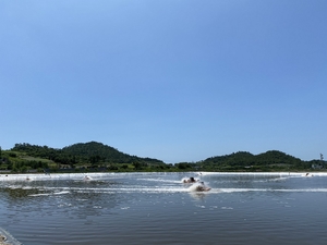 신안군, 왕새우 양식 본격화…5억 만 마리 종자 입식 완료