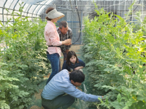 함평군, 중소형 박과류 소비트랜드 확산 박차