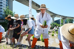 [포토뉴스] 의정부시 중랑천 벼농사체험장 모내기