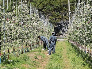 정선군, 과수화상병 전국 확산…정밀 예찰·조사로 예방