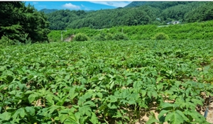 평창군, 당귀 주산지 명성 이어 특용작물 산업화 도모