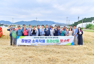 장성군, 슈퍼푸드 ‘호라산 밀’ 수확 결실