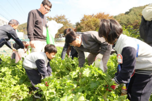 청도군, 코스모스 해바라기 경관을 품은 친환경농업체험마을조성 준비‘박차’