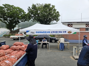 의성군, 고품질 축산물 생산을 위한 마늘 수매 완료