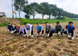 장성군, 1500평 황룡강 해바라기 단지 조성…가을꽃축제 준비 ‘만전’