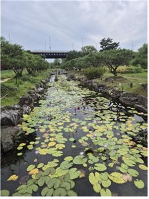 양평 세미원, 수련문화제 9월2일 개막…경기정원 1호