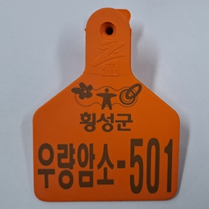 횡성군, 우량 암소 205두에 ‘우량 암소 귀표’ 부착