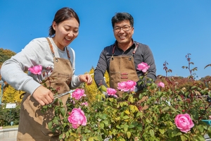 에버랜드 품종 장미, 국제 학술지 논문 등재… “노화 방지 효과 입증”