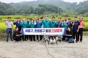 칠곡군, 벼멸구 발생..... 긴급방제 예찰 총력