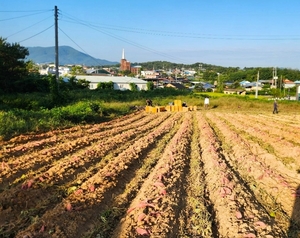 의성군, 무병주 고구마 시범재배 첫 수확 성공