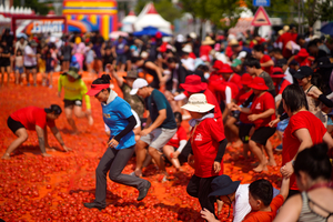 화천토마토축제, 87억원의 경제 효과 거둬